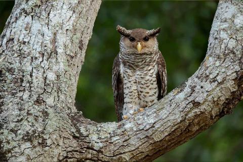  Spot-Bellied-Eagle-Owl