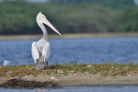  Spot-billed-Pelican