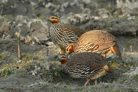  Swamp-Francolin