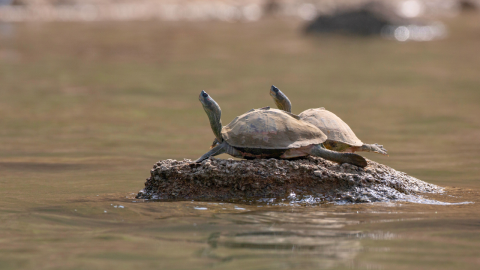  Turtle Basking at Chambal River,Rajasthan,India