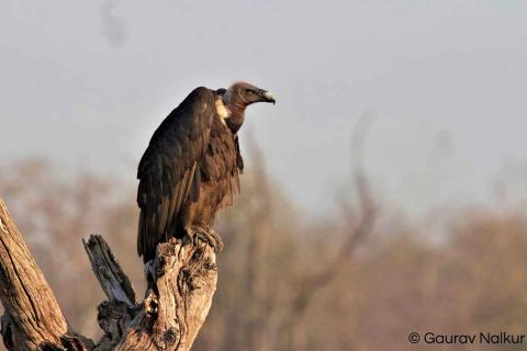  White-Rumped-Vulture