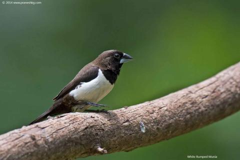 White-rumped-Munia