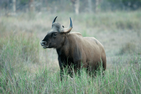 Wildlife Tour In Central India