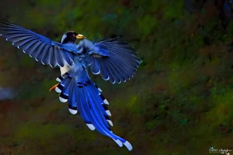  Yellow-billed-Blue-Magpie