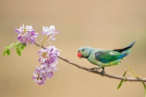  bird watching in valparai