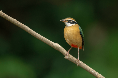  birding spots in valparai