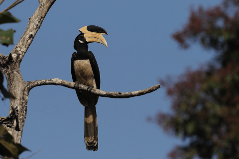 birdwatching_at_kanha_reserve