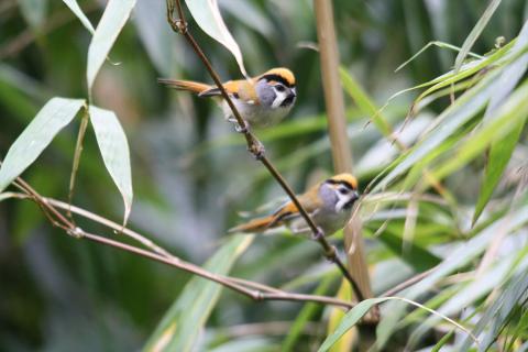 black_throated_parrotbill