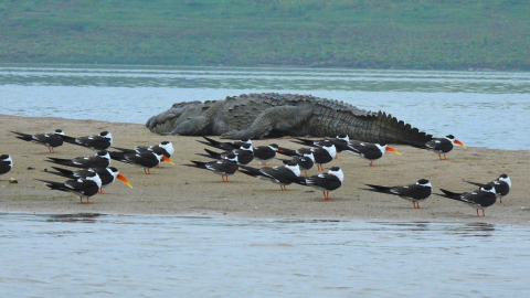 chambal wildlife sanctuary