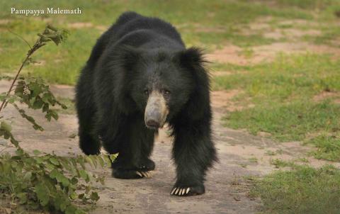  daroji bear sanctuary hampi