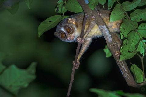  grey-slender-loris