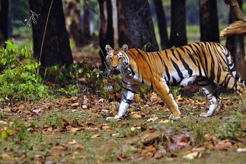 kanha_national_park