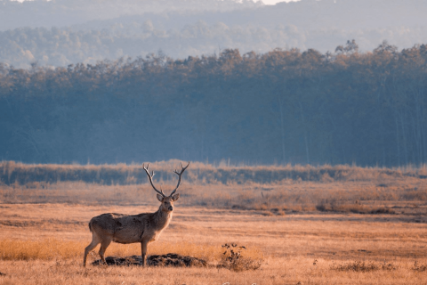  kanha_national_park_safari