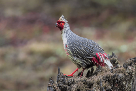 north_sikkim_birding_tour