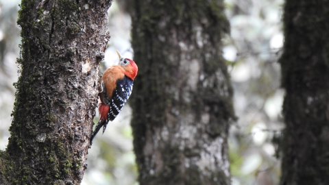  pangot birding