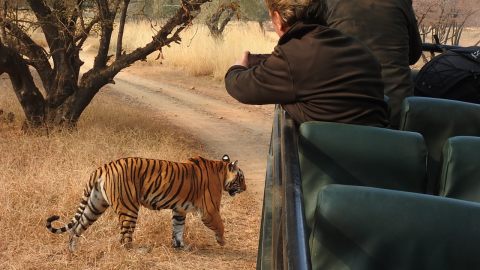 ranthambore national park in rajasthan