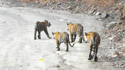  ranthambore national park