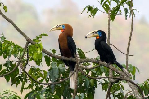  rufous-necked-hornbill