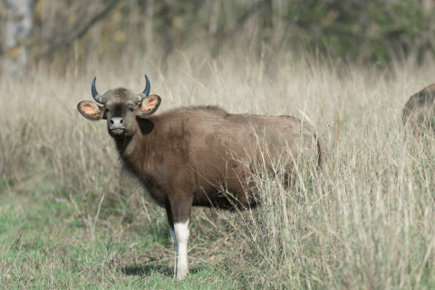  satpura national park safari booking